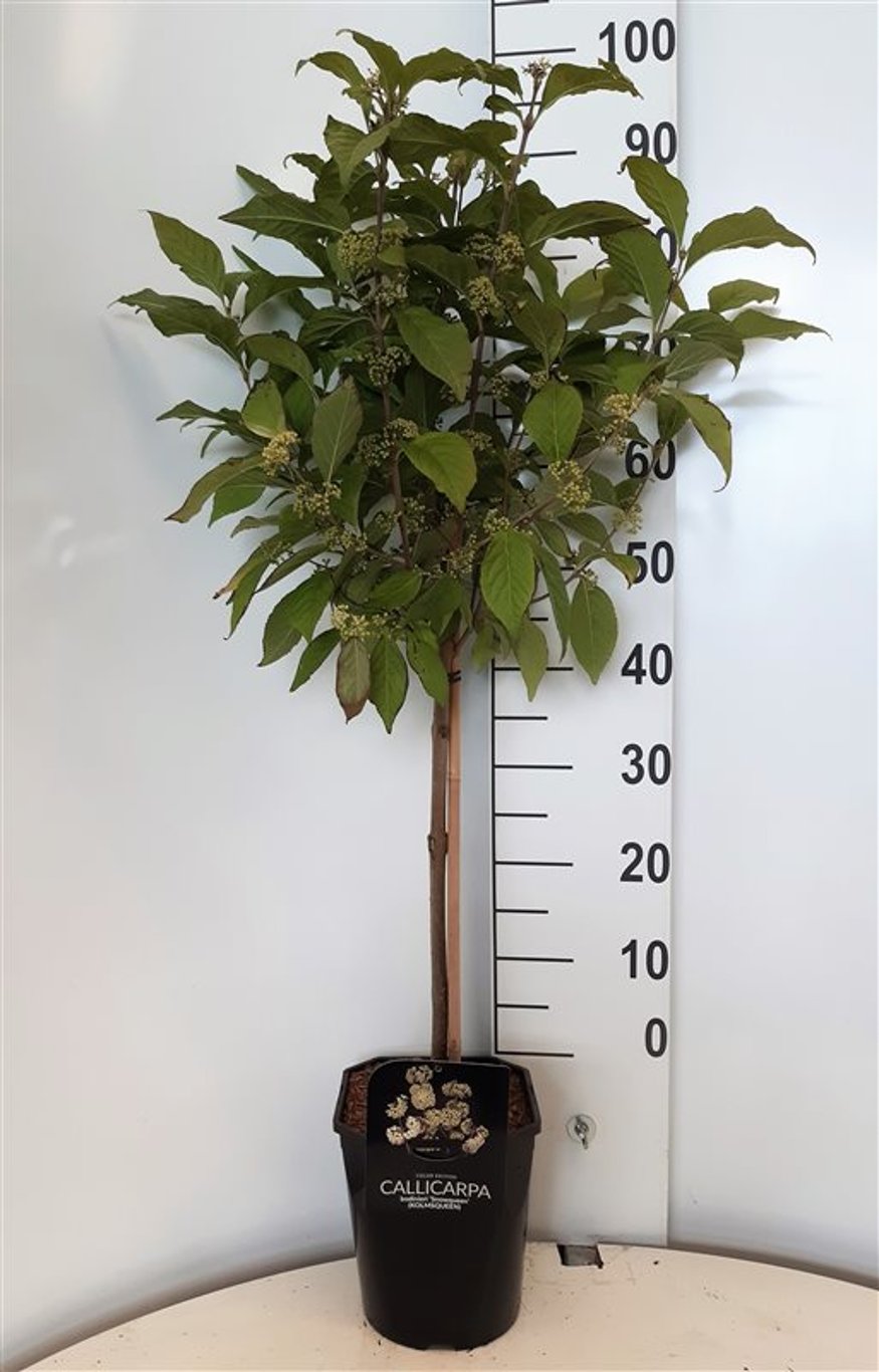 Callicarpa bod. 'Magical Snow Queen' - 60 CM Stem C5 - 2yr Crown